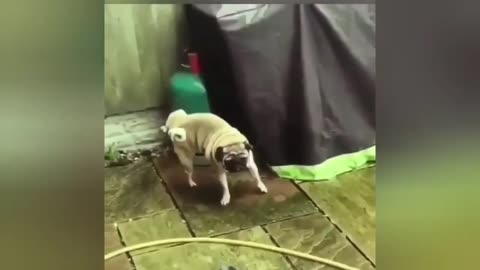 Funny animals