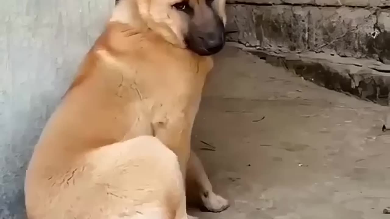 dog dance