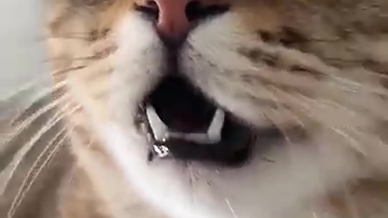 Kitten Meowing to attract cat's