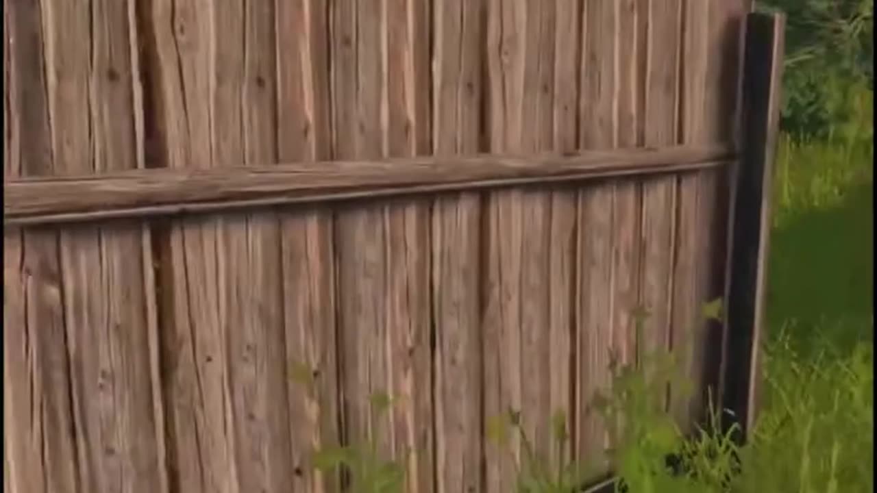 A 1000 DayZ IQ