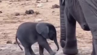 Baby elephants are cute and silly