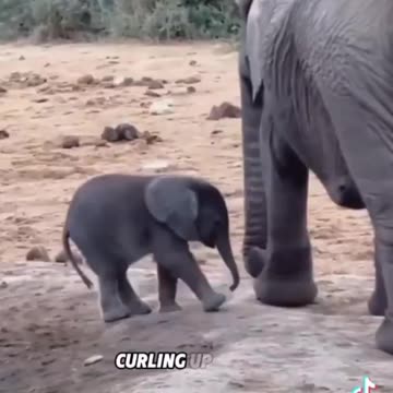 Baby elephants are cute and silly