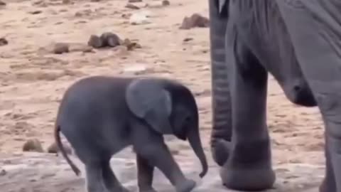 Baby elephants are cute and silly