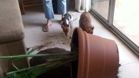 The Adventures of Billy and Sol: Two Best Friends on a Journey