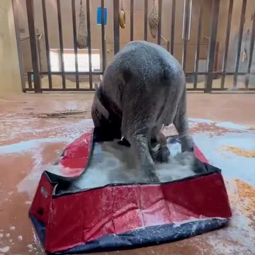 Bath time for baby elephant