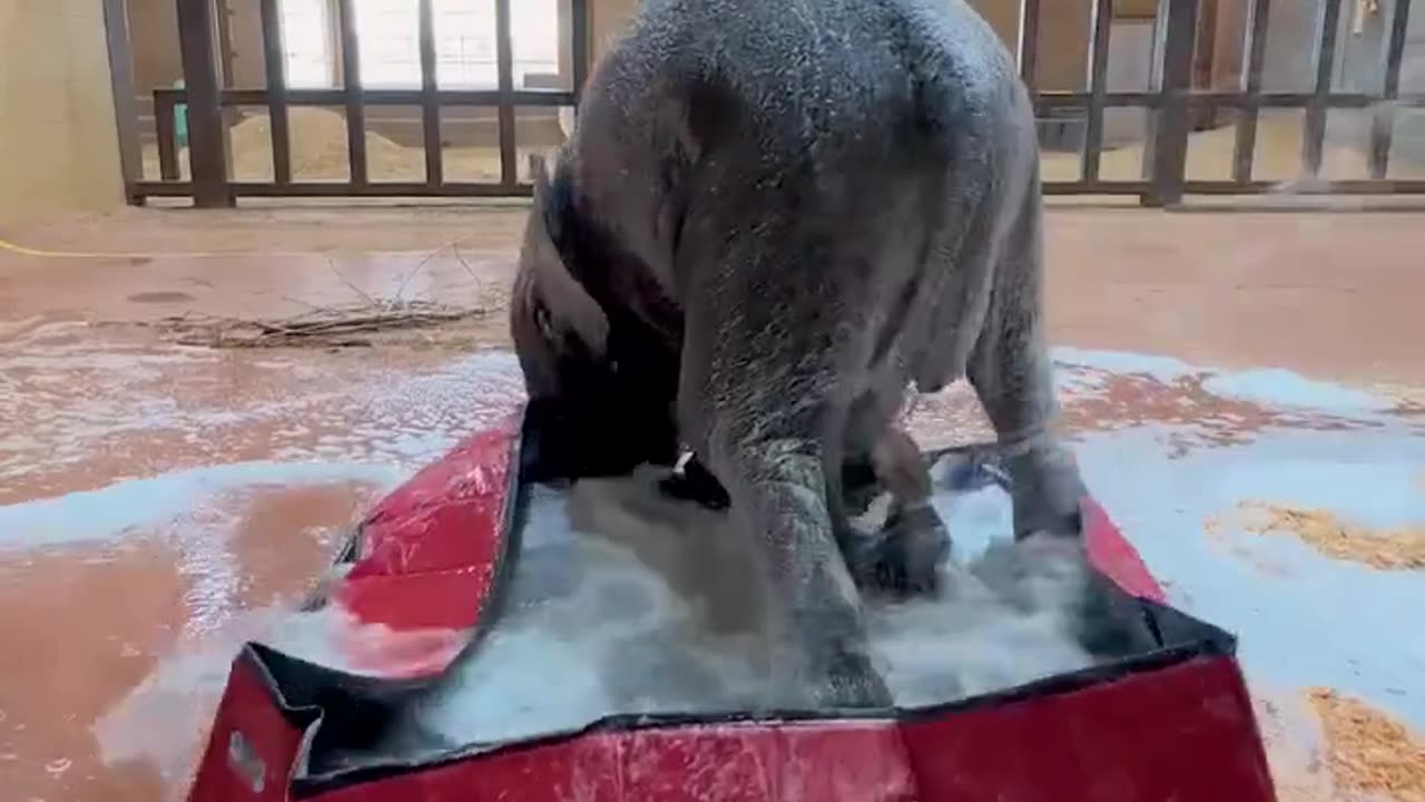 Bath time for baby elephant