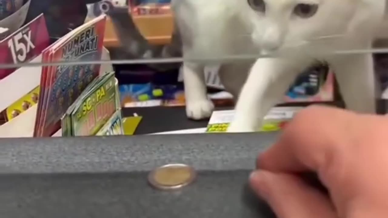Catnip craze