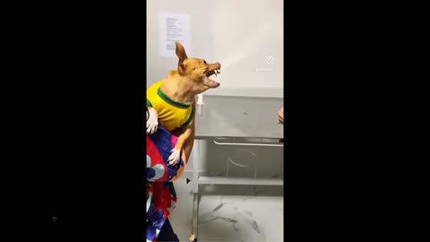 Humor: All our favorite dog drama clips on one super-vid of clips, funny huh!