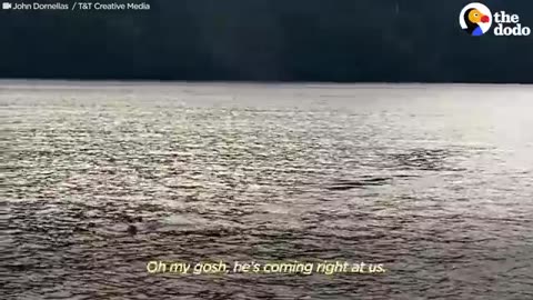Amazing: Otter Jumps On Guy’s Boat To Escape Orca | The Dodo