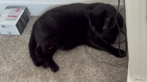 Cute Precious Piper Cleans Her Paw Privately - My Adopted Shelter Cat Vlog