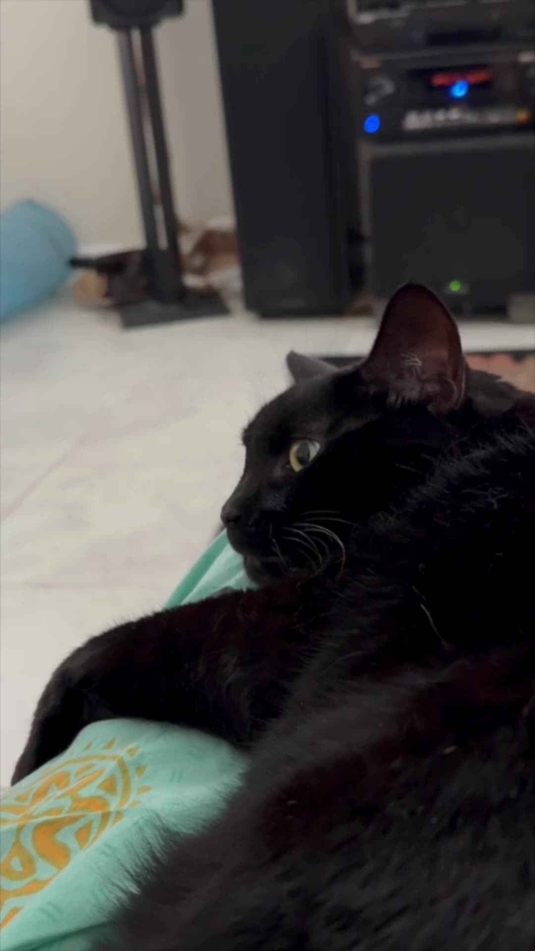 Cute Precious Piper Gets Comfortable on My Lap - My Adopted Shelter Cat Vlog. #shorts