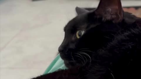 Cute Precious Piper Gets Comfortable on My Lap - My Adopted Shelter Cat Vlog. #shorts