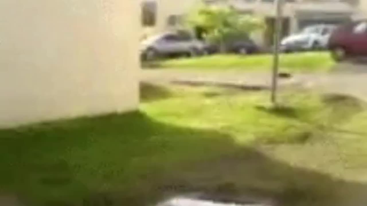 Laquan Kicks Racist Cat Into Building For Meowing The N Word