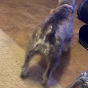 Leo's New Ball #puppy #dog #cute #pet #dogshorts #sweet #dogtoys