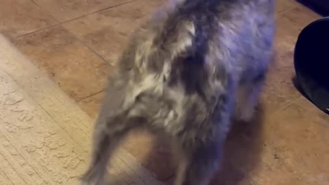 Leo's New Ball #puppy #dog #cute #pet #dogshorts #sweet #dogtoys