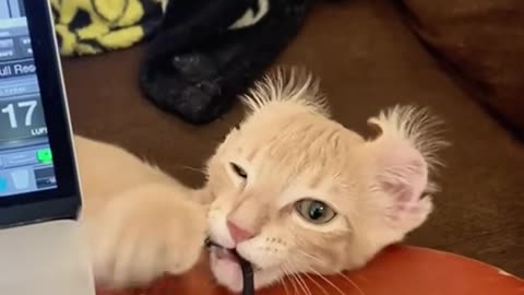 😹🚫 Privacy? Not with a Cat Like This! | FunFM