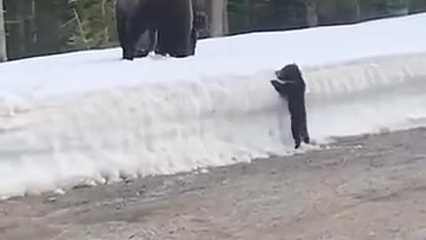 Incredible: Shocking Encounter: Mama Bear Defends Cubs Against Car