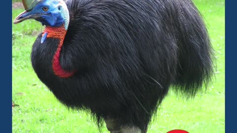 The Large Bird Quiz