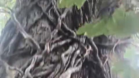 Stained Glass Windows