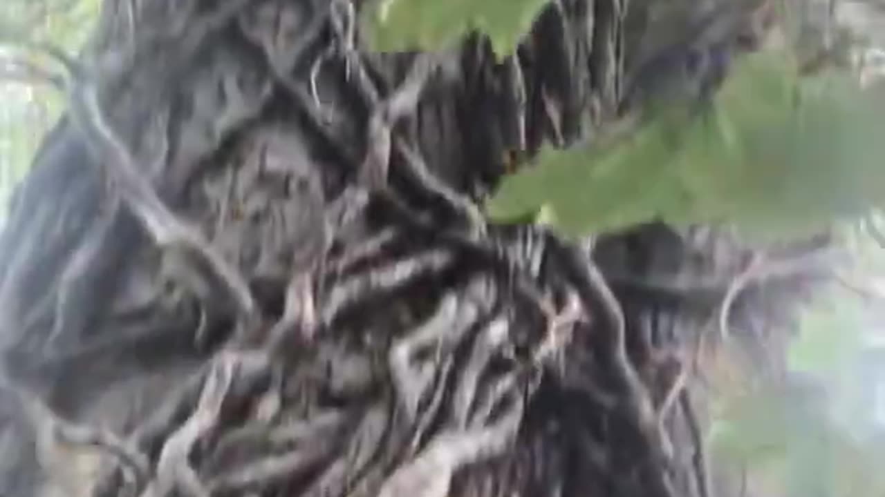 Stained Glass Windows