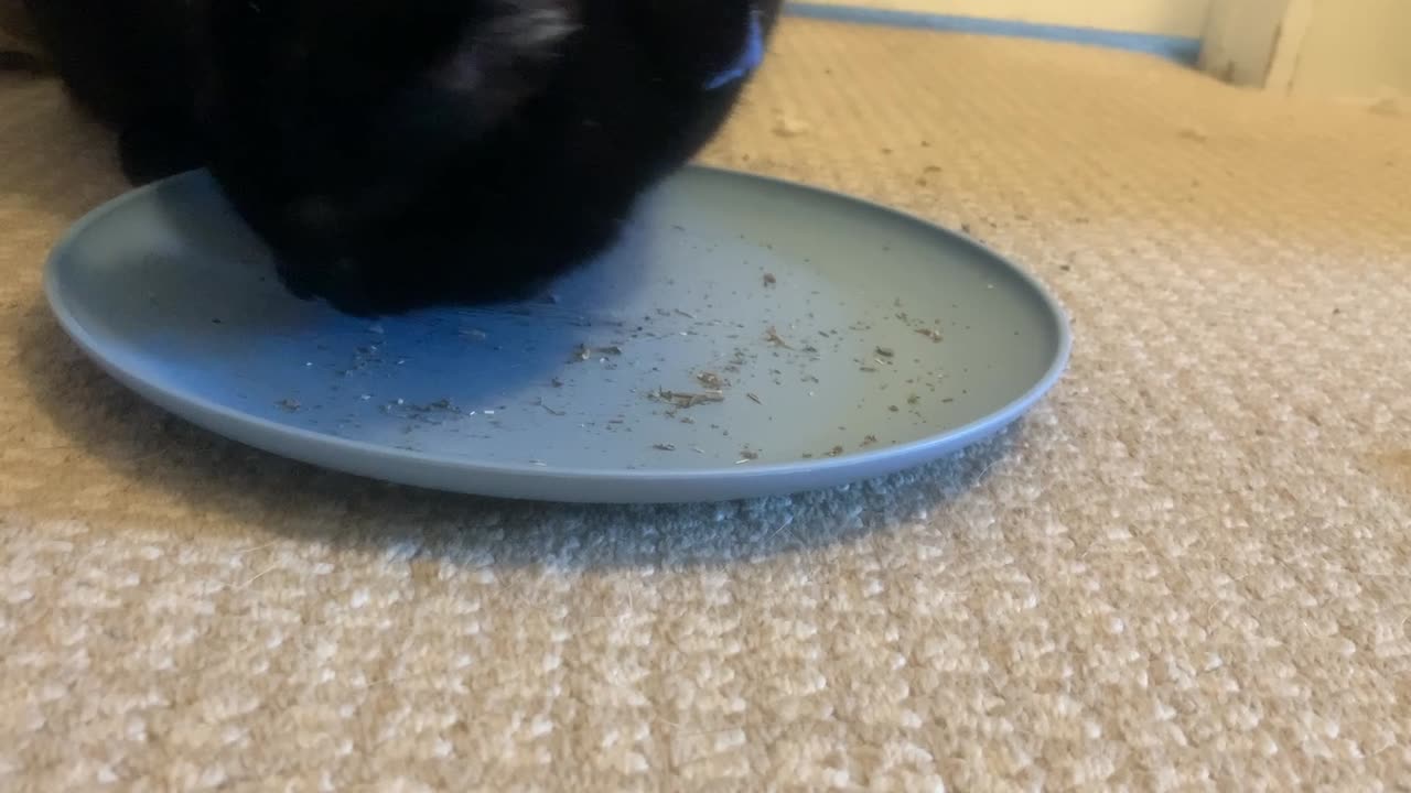 Giving Preston some catnip