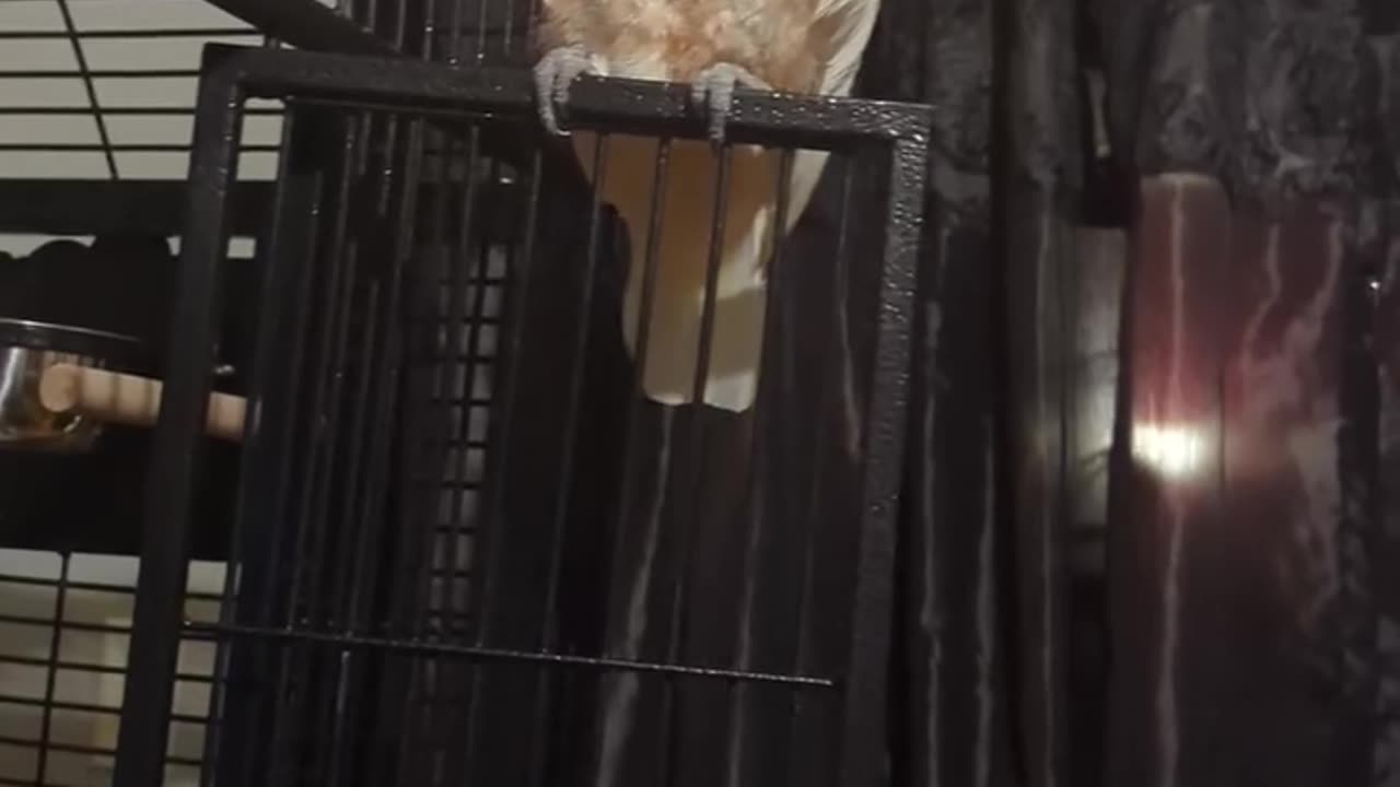 Demonstrating Choice Handling