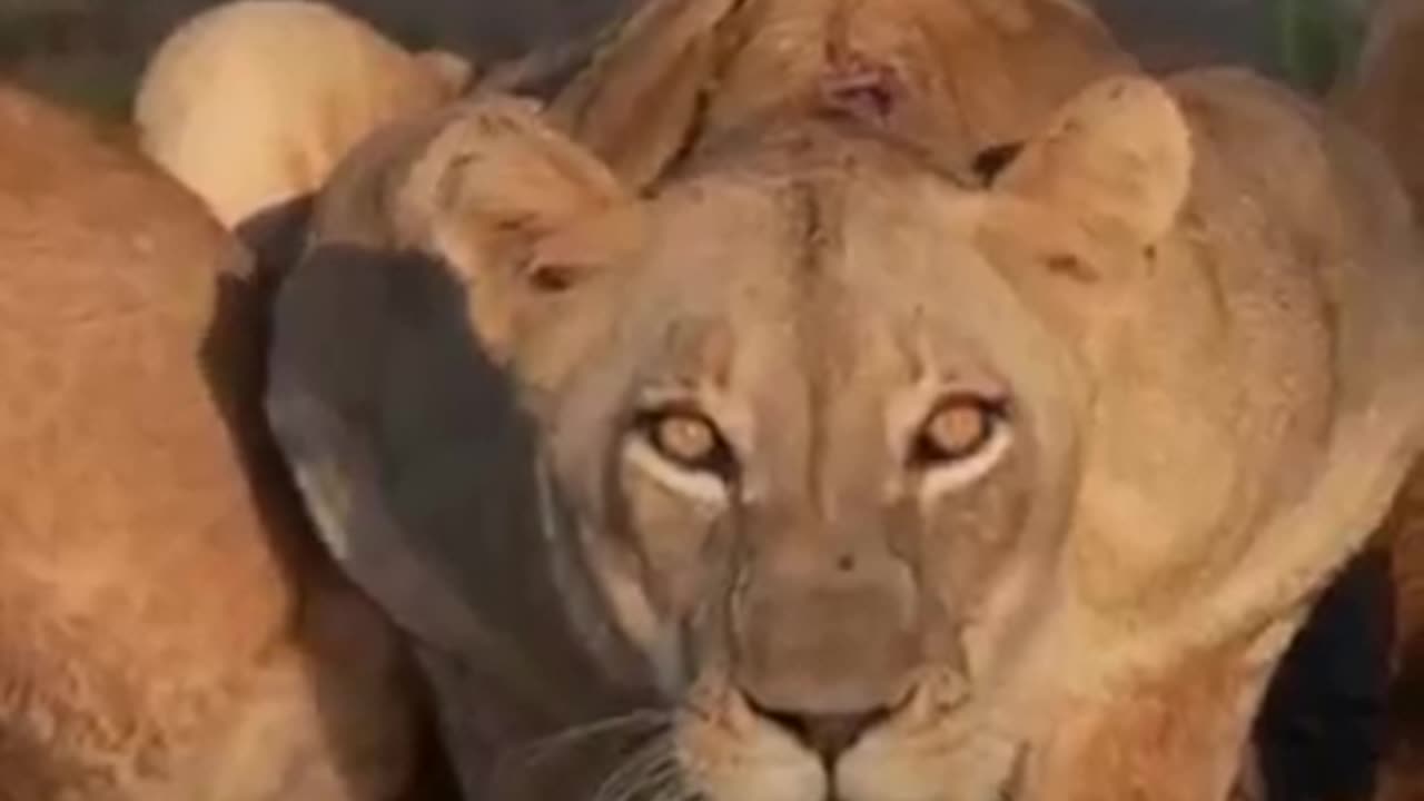 "The Chilling Truth Behind Wild Animal Attacks"