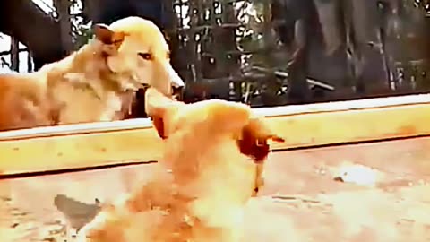 😂😆 "This Dog Just Invented Comedy!" 😂😆