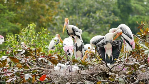 Painted Stork Birds(Discover the MAJESTIC Painted Stork Birds!)