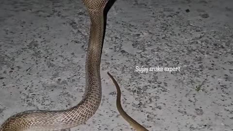 The cobra attacked the cows