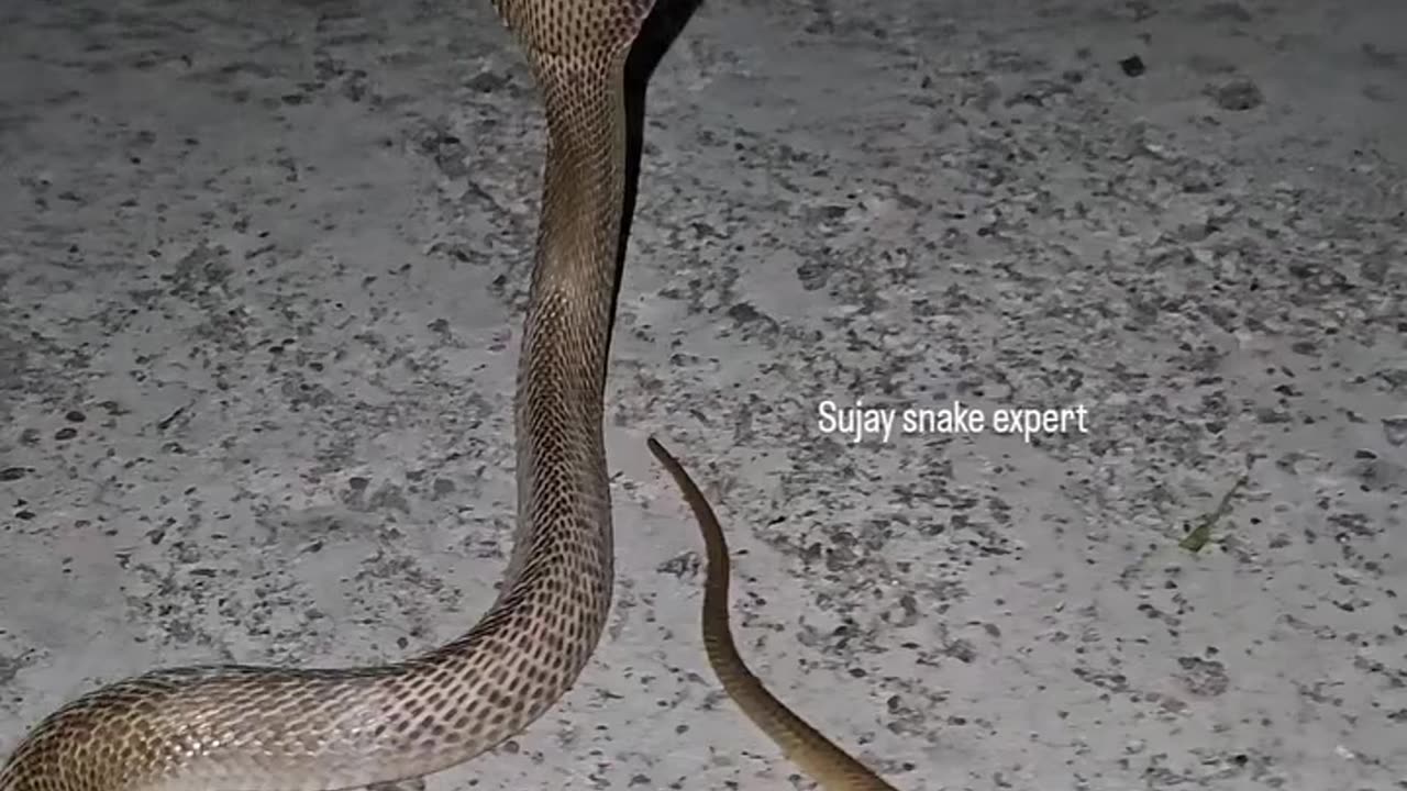 The cobra attacked the cows