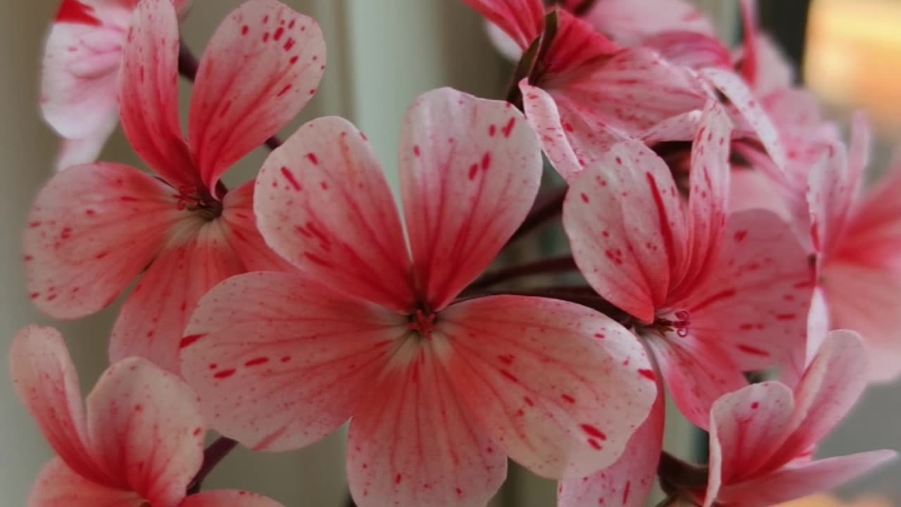Brighten Your Home with Geraniums Before Summer Arrives