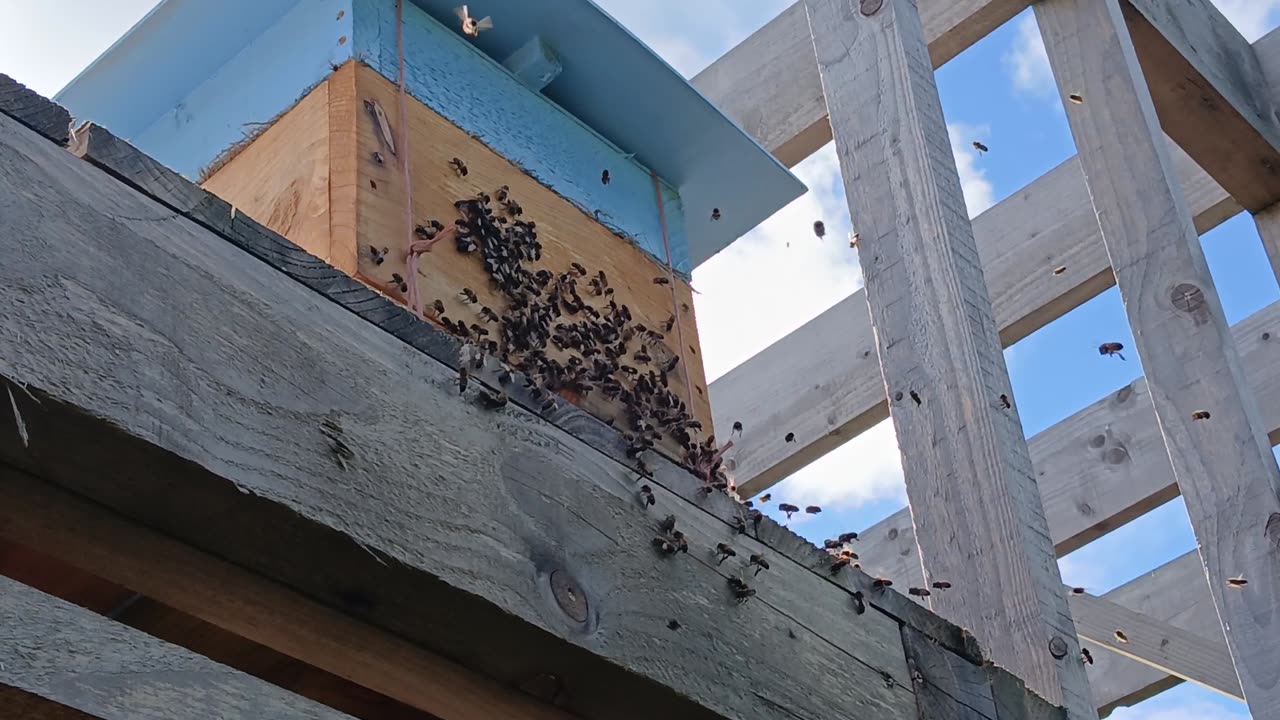 Swarm of Bees Moving into a Bait Hive (I got Stung)