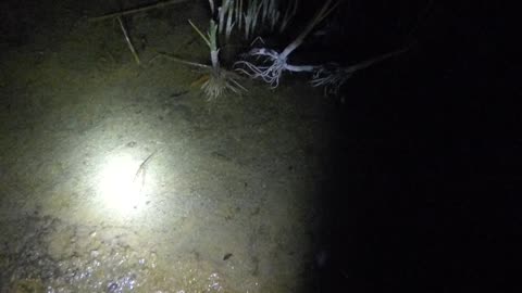 Fish in the pond, blurry from cuteness overload! 1 swims by swiftly