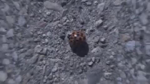 الله اکبر