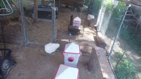 Chicken Live Stream