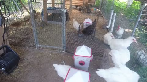Chicken Live Stream