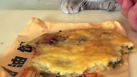 Cat： I want to eat the cake, let me have a bite quickly