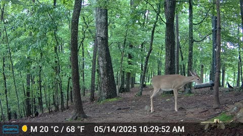 The Woods – 05/15/2025