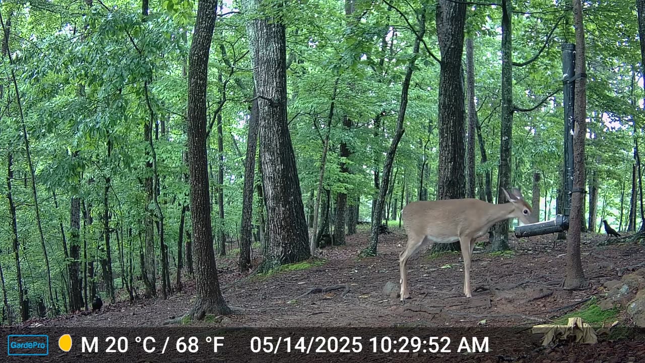 The Woods – 05/15/2025