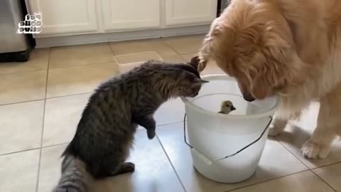 Silly Kittens Playing With Everything #37