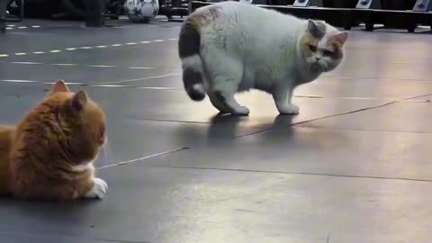 Funny cat behavior 😅😾