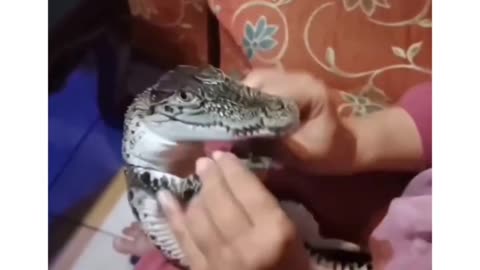 The Best Funny Videos to Make Your Day! 😜😂