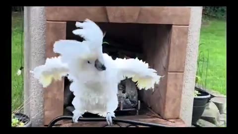 Dance Off