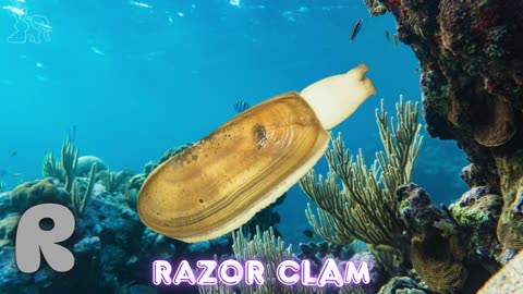Alphabet Ocean Adventure: A to Z of Amazing Marine Animals!