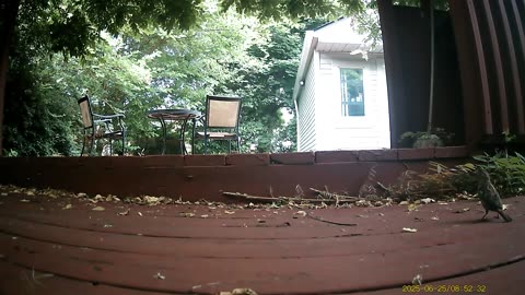 Wildlife Filmed By Haza PR800 Wild Camera, Dearborn, Michigan, June 21 To 25, 2025