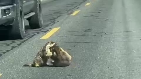 Marmot brawl.