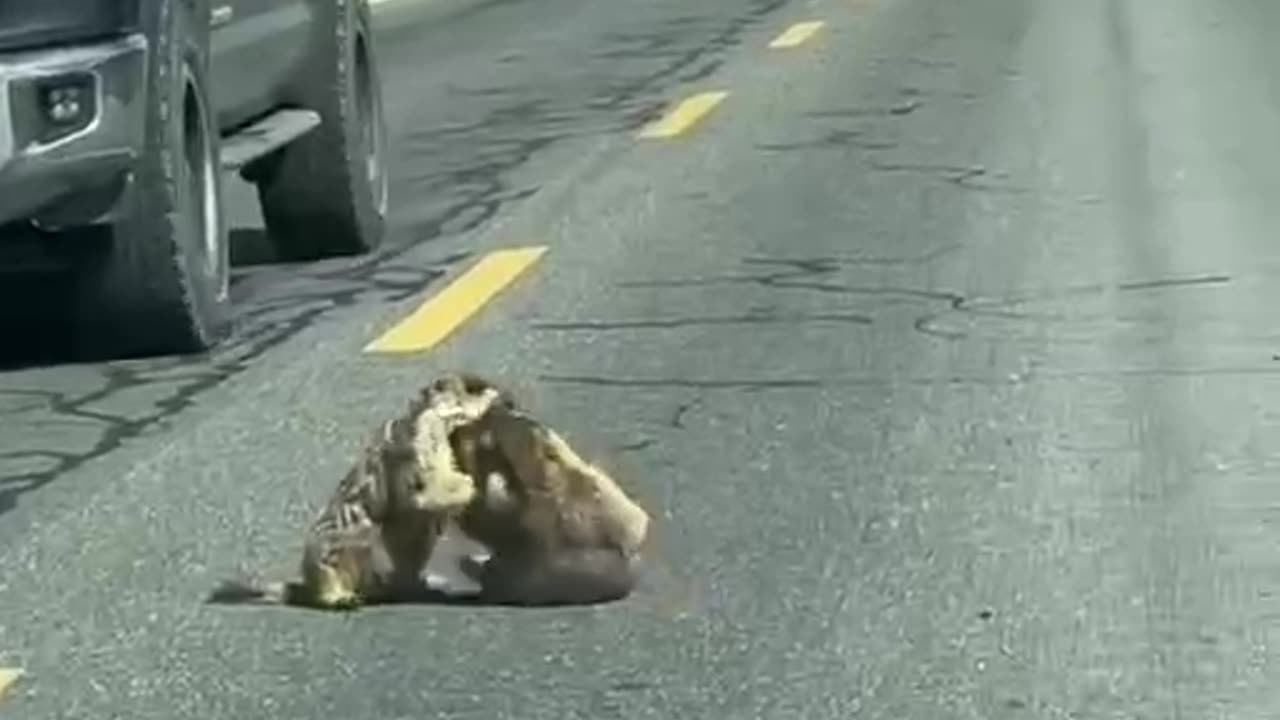 Marmot brawl.