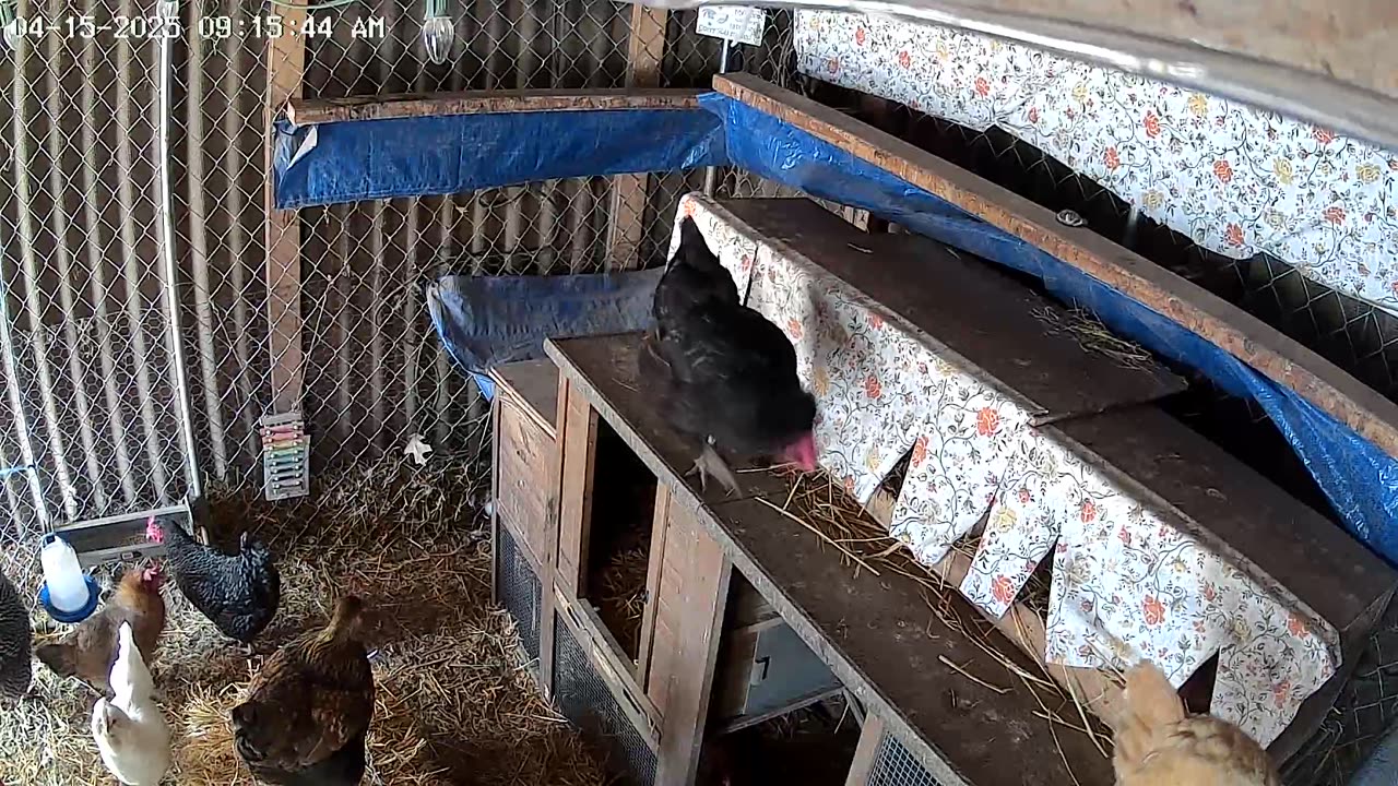 Which Nest is Best?