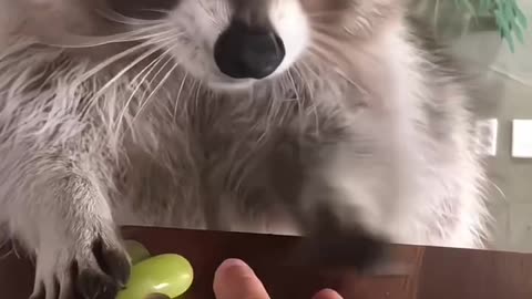 hungry little racoon